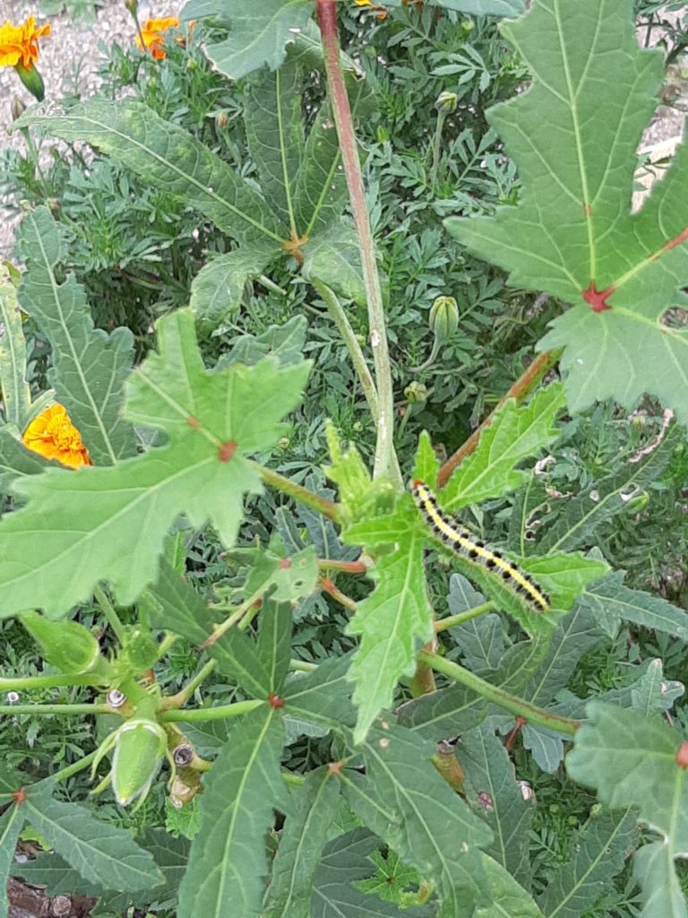 オクラを栽培 害虫対策をしっかり行い食す 夏バテ回復に効果あり Kookinのいまナニ思う